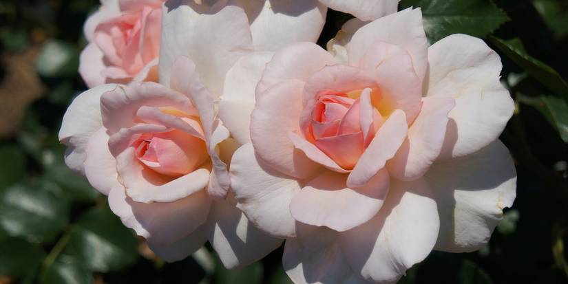 New Flowers for 2025: 5 Types of Roses
