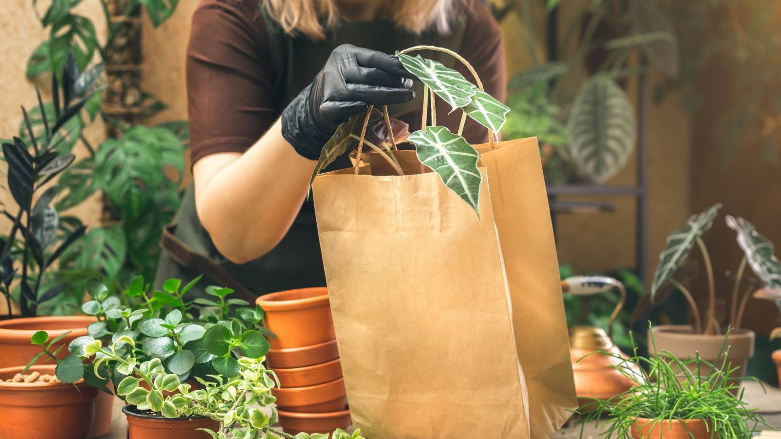 How to Safely Travel with Plants: Tips for a Smooth Journey Home