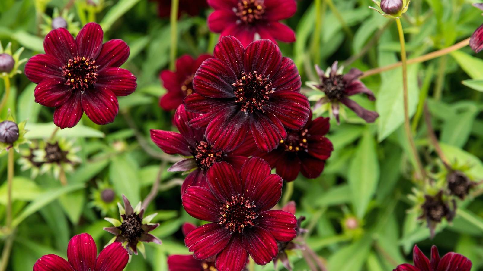 Fall in Love with These 6 Chocolate-Scented Plants