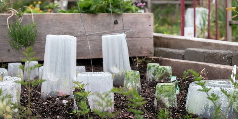 Insulate Your Garden: Keep Plants Safe During Frosty Weather