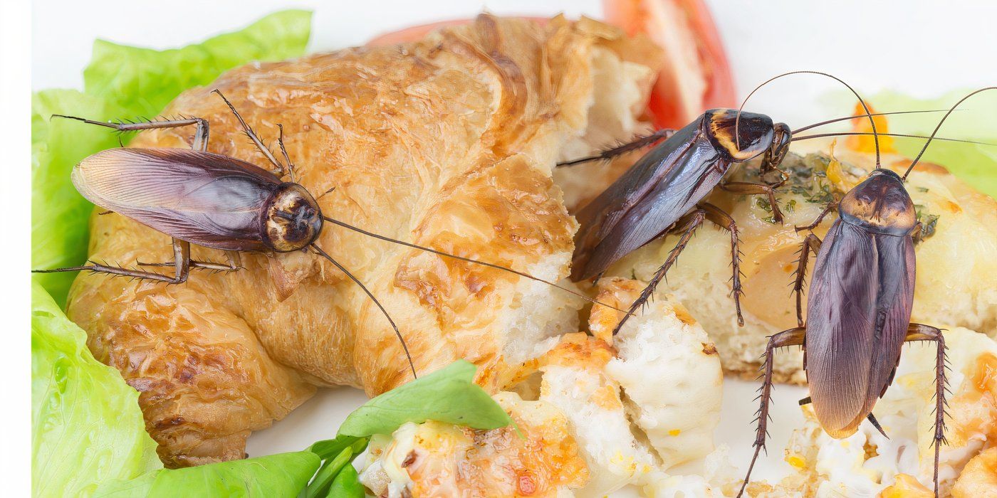 Unconventional Valentine's Gift: Name a Cockroach for Love and Fun