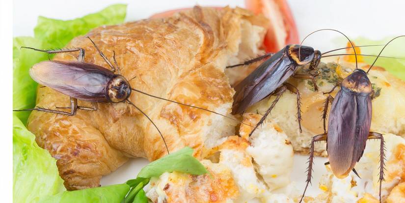 Unconventional Valentine's Gift: Name a Cockroach for Love and Fun