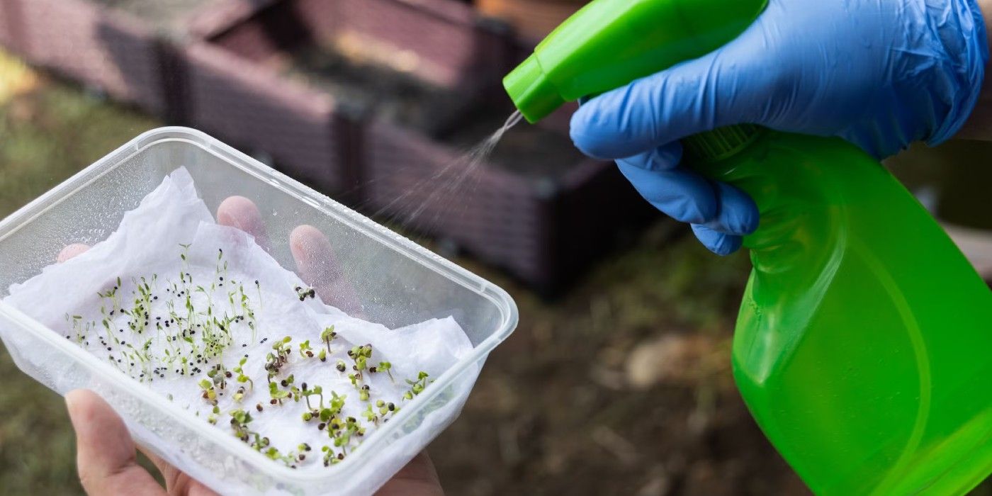 Cold Stratification for Seeds