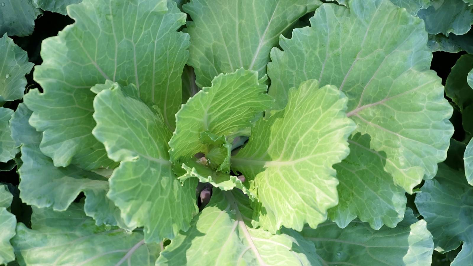 5 Seasonal Vegetables for Winter