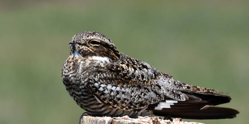 Discover Weird Birds That Add Life and Charm to Your Garden Space