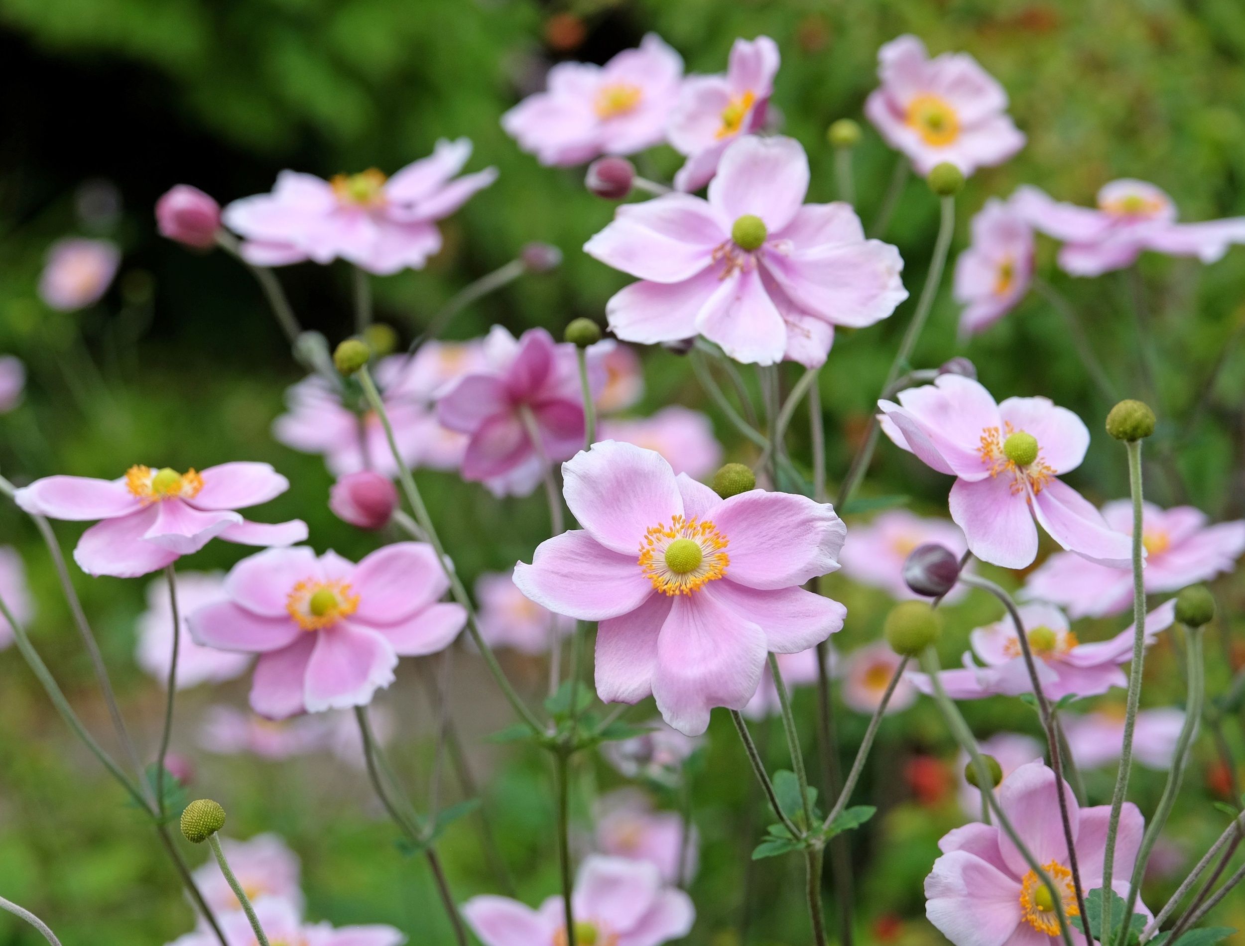 Transform Your Yard with 5 Cottagecore-Approved Perennials
