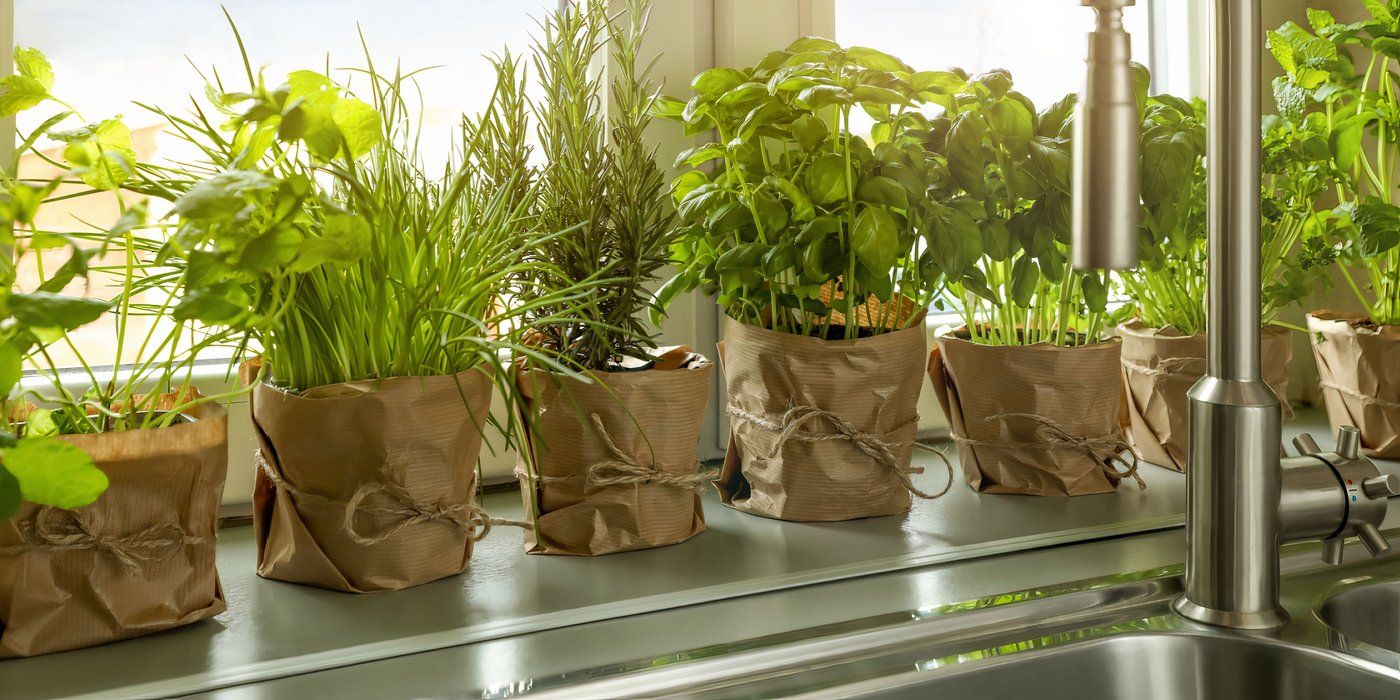 Grow These Winter Herbs