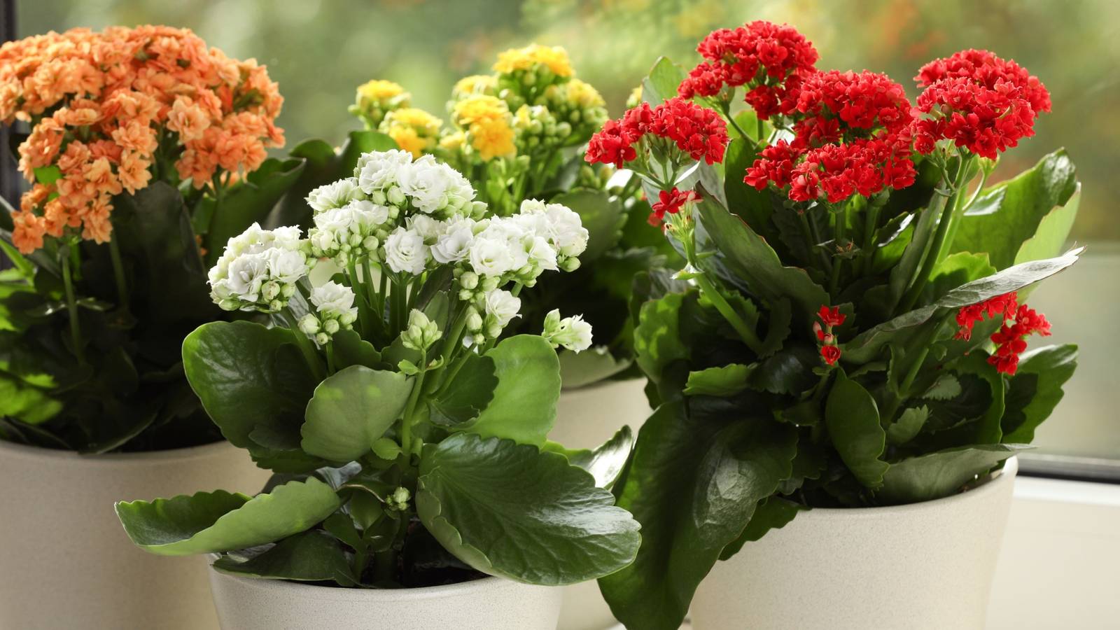 5 Beautiful Houseplants That Bloom in Winter
