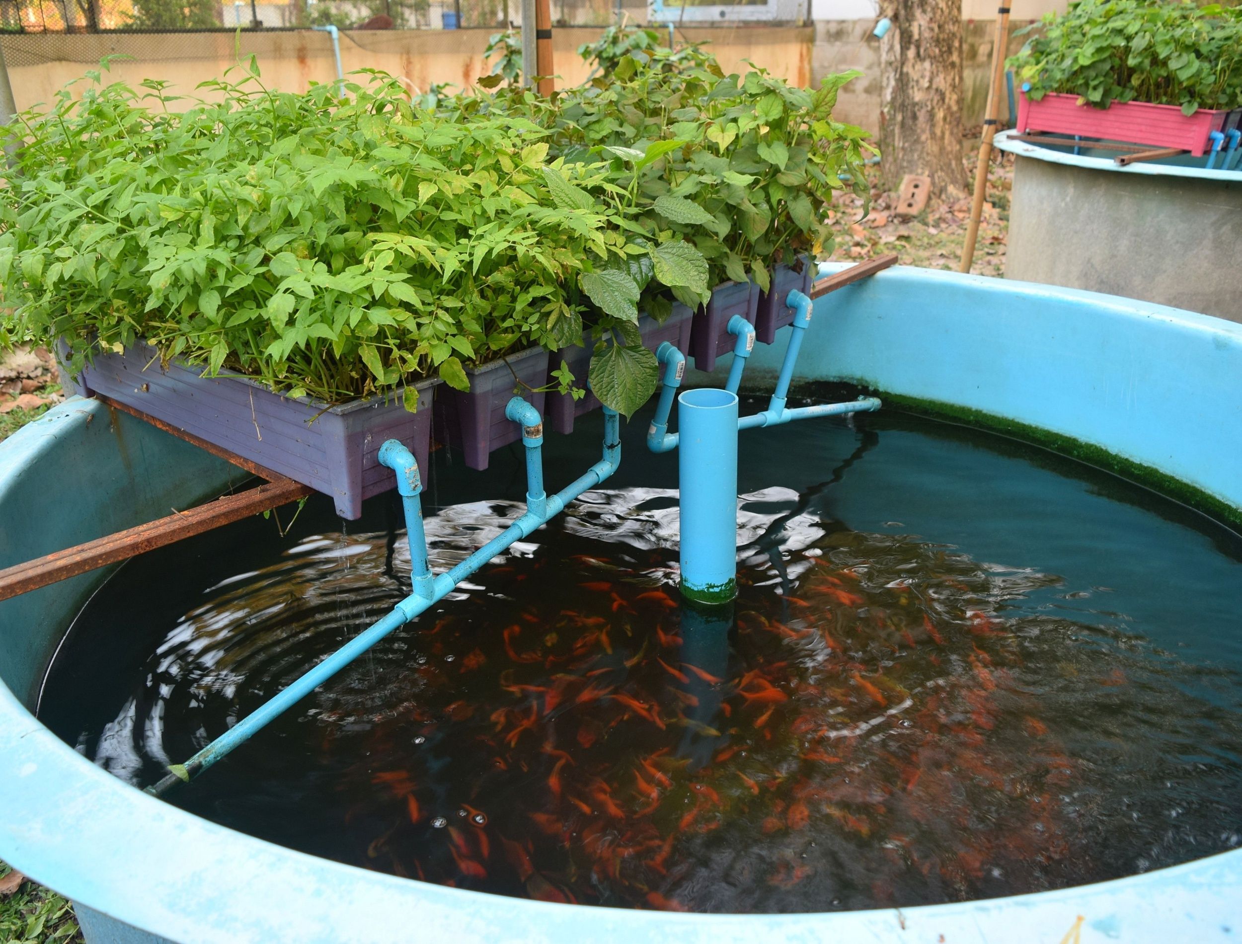 Aquaponics: Why You Should Consider Setting up an Aquaponics System, image size:2500x1900