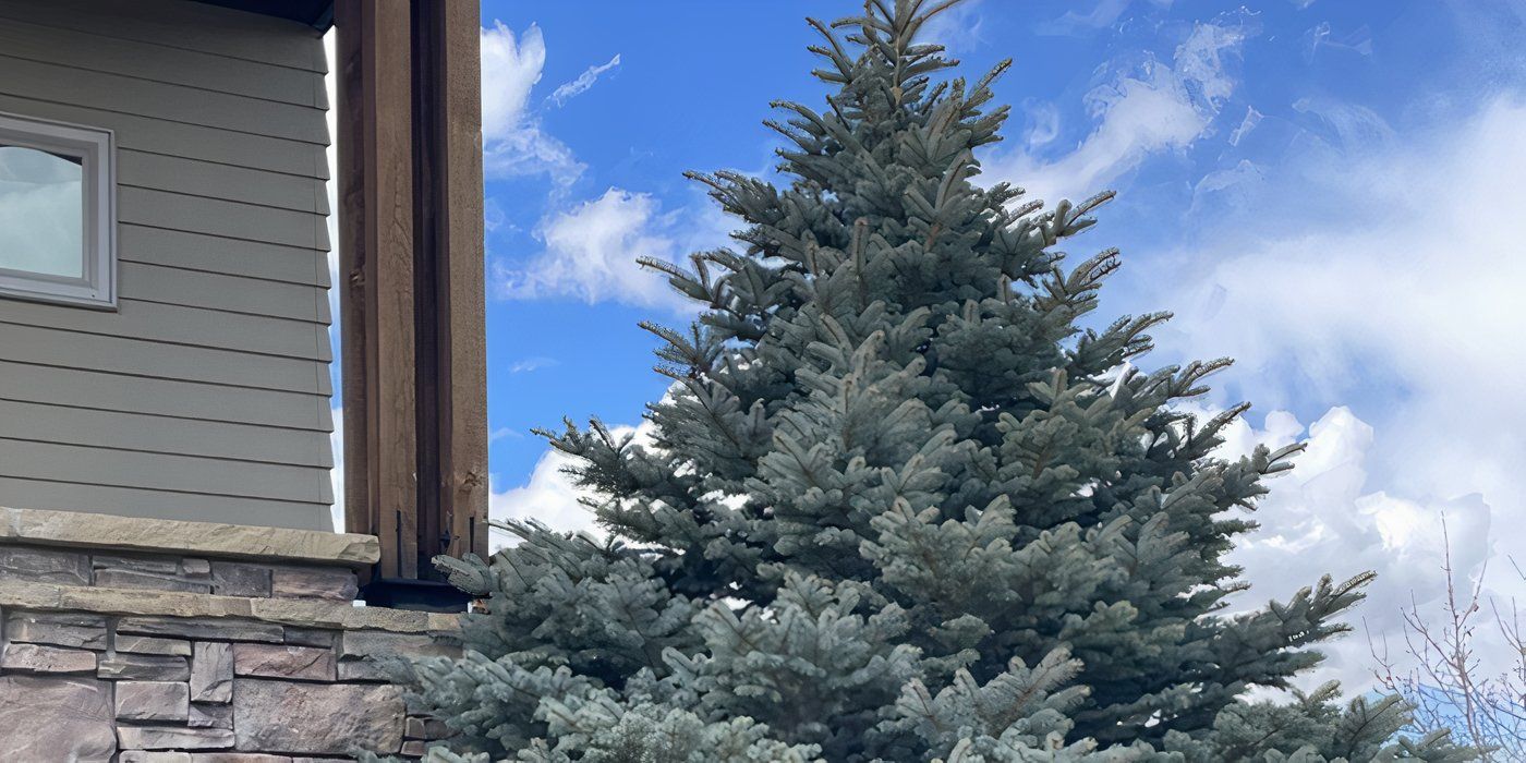 Spruce Trees: Use 5 Types of Trees to Bring Color to Your Space