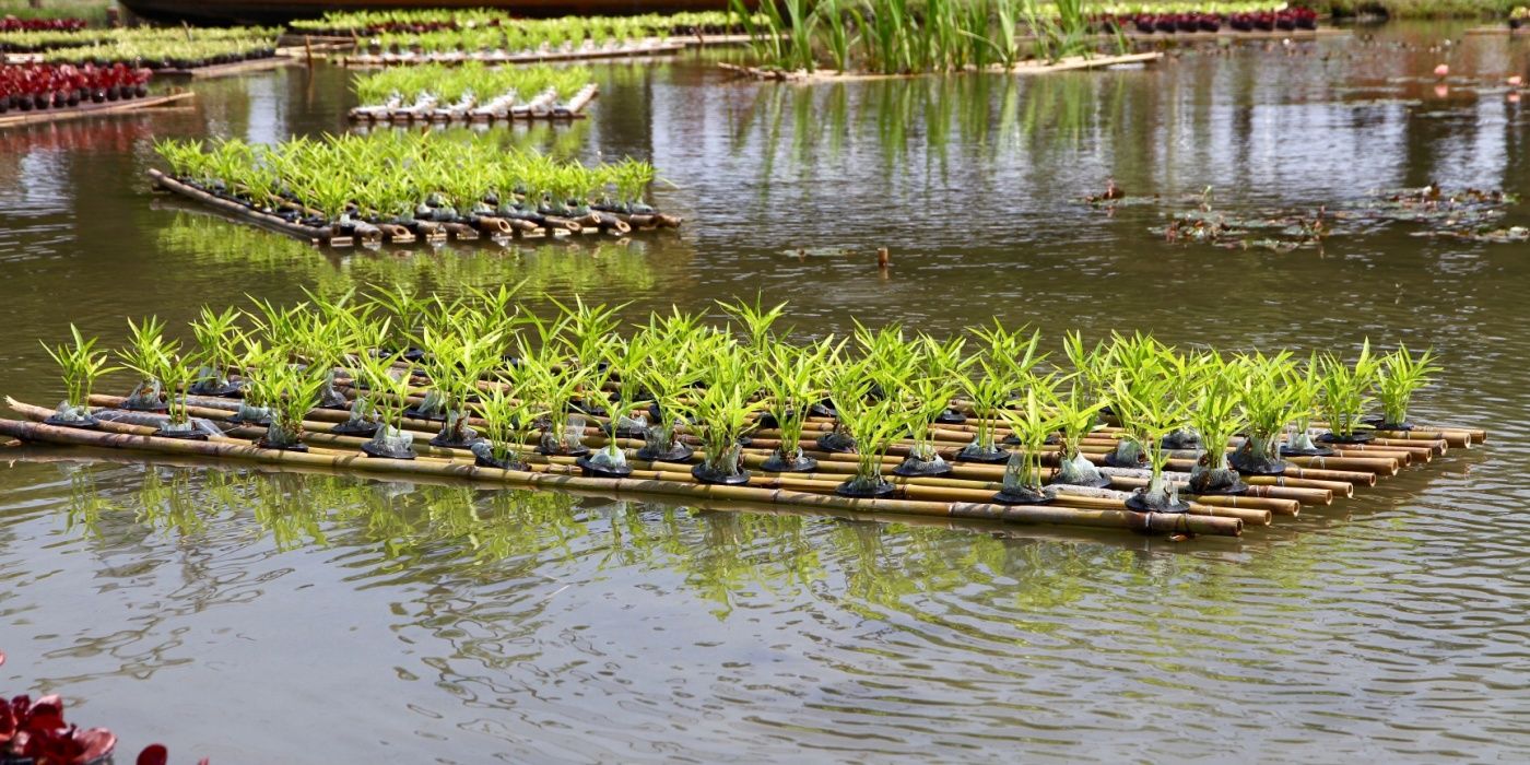 Diy Aquaponics Floating Raft