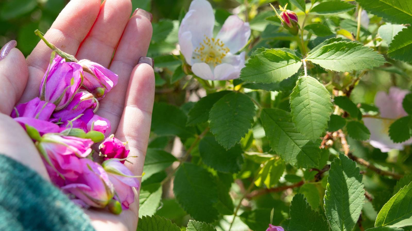 Sustainable Flower Foraging: Tips, Tools, and Seasonal Blooms