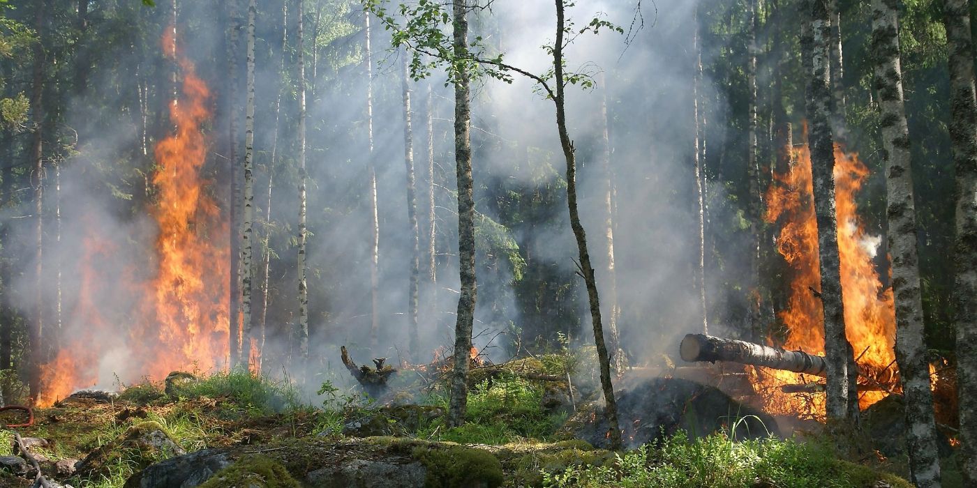 Understanding Wildfires: Natural and Human Causes Explained