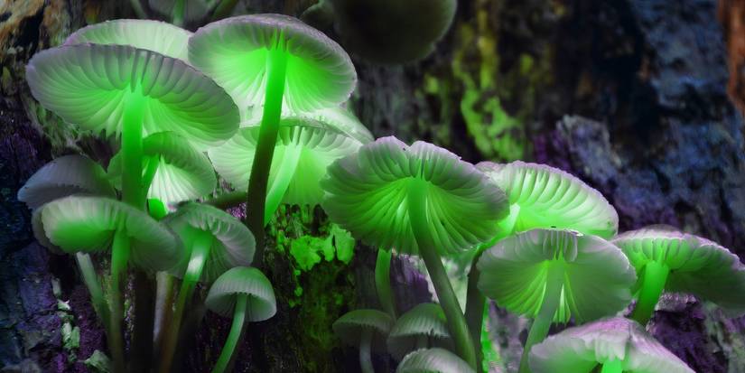 Foxfire mushrooms glowing