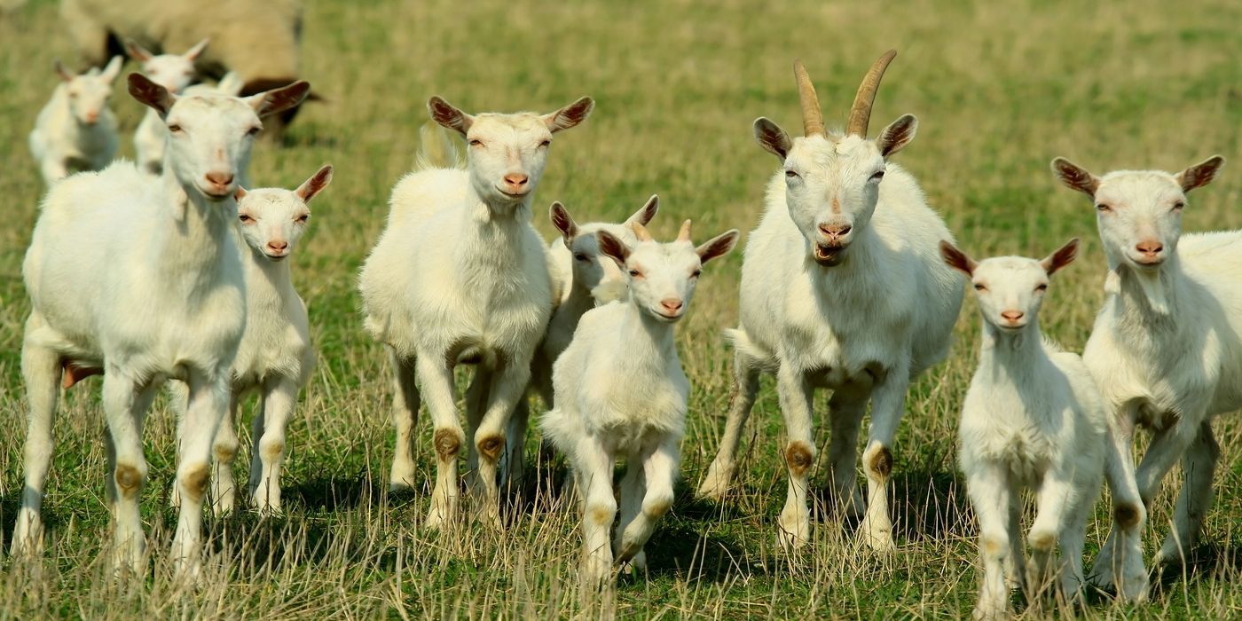 Raising Backyard Goats: What You Need to Know Before You Start