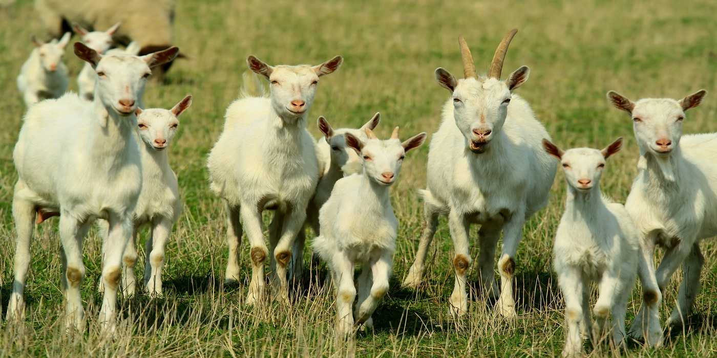 Goata Example Raising Backyard Goats: What You Need to Know Before You Start