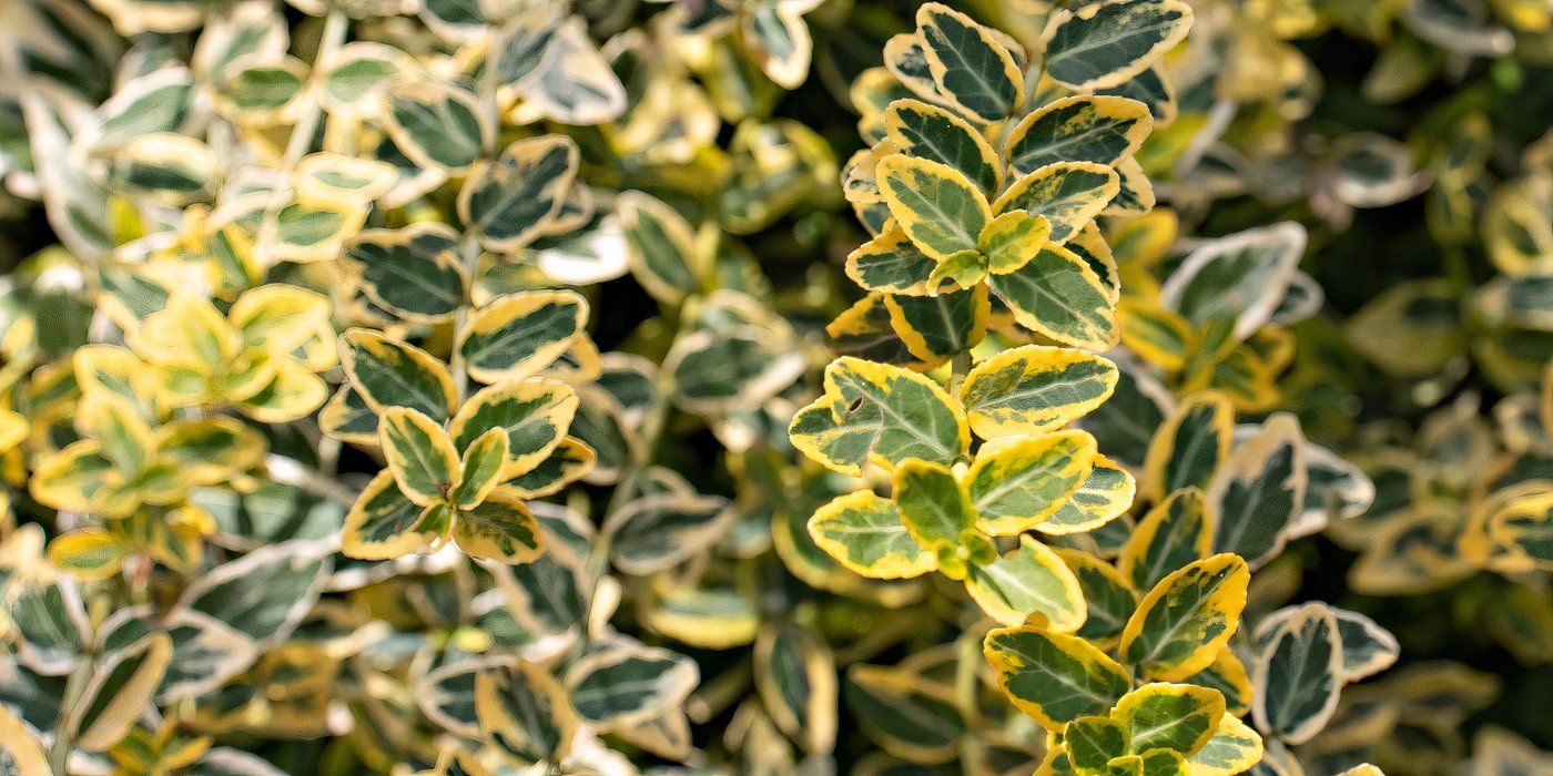 Evergreen Shrubs: 5 Bushes To Bring Year-Round Structure To Your Space