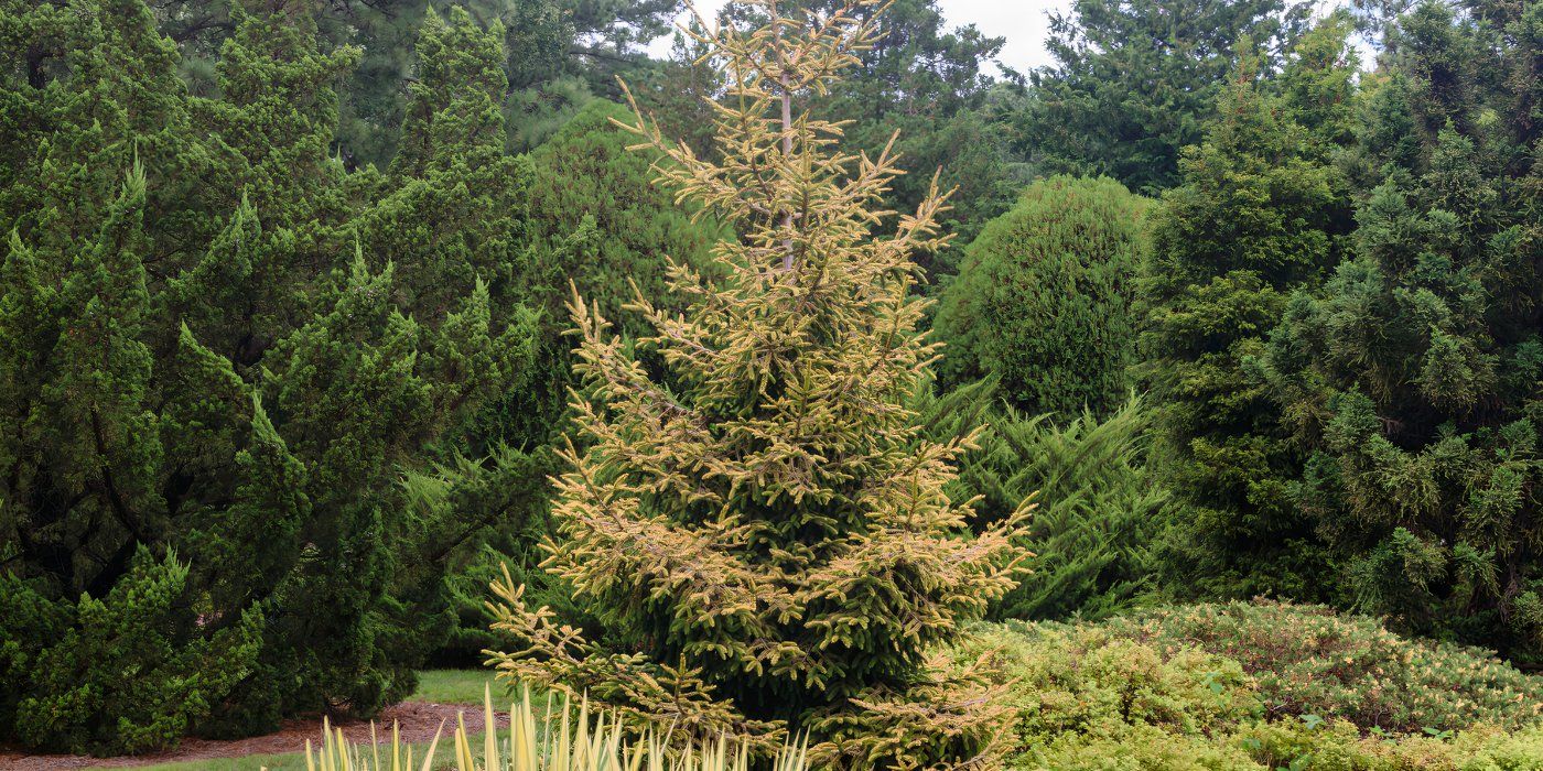 Spruce Trees: Use 5 Types of Trees to Bring Color to Your Space