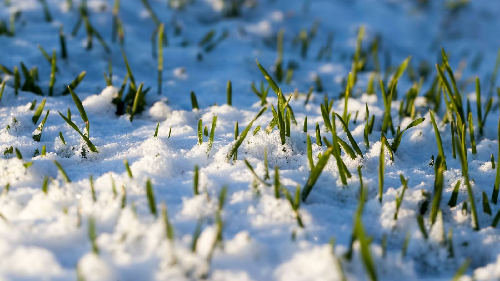 Should You Be Shoveling Snow off Your Lawn?