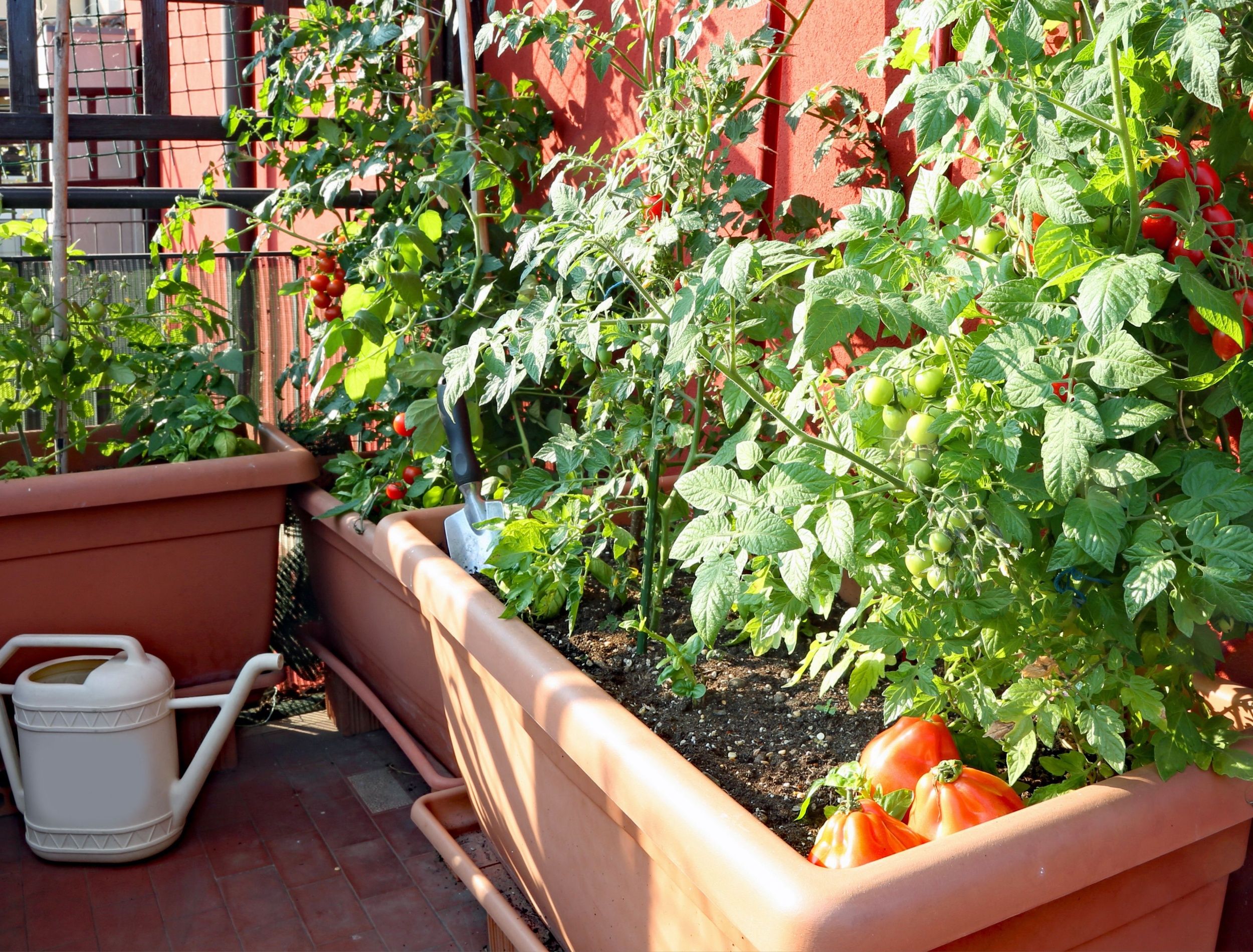 No Backyard? Create a Thriving Container Vegetable Garden Anywhere!, image size:2500x1900