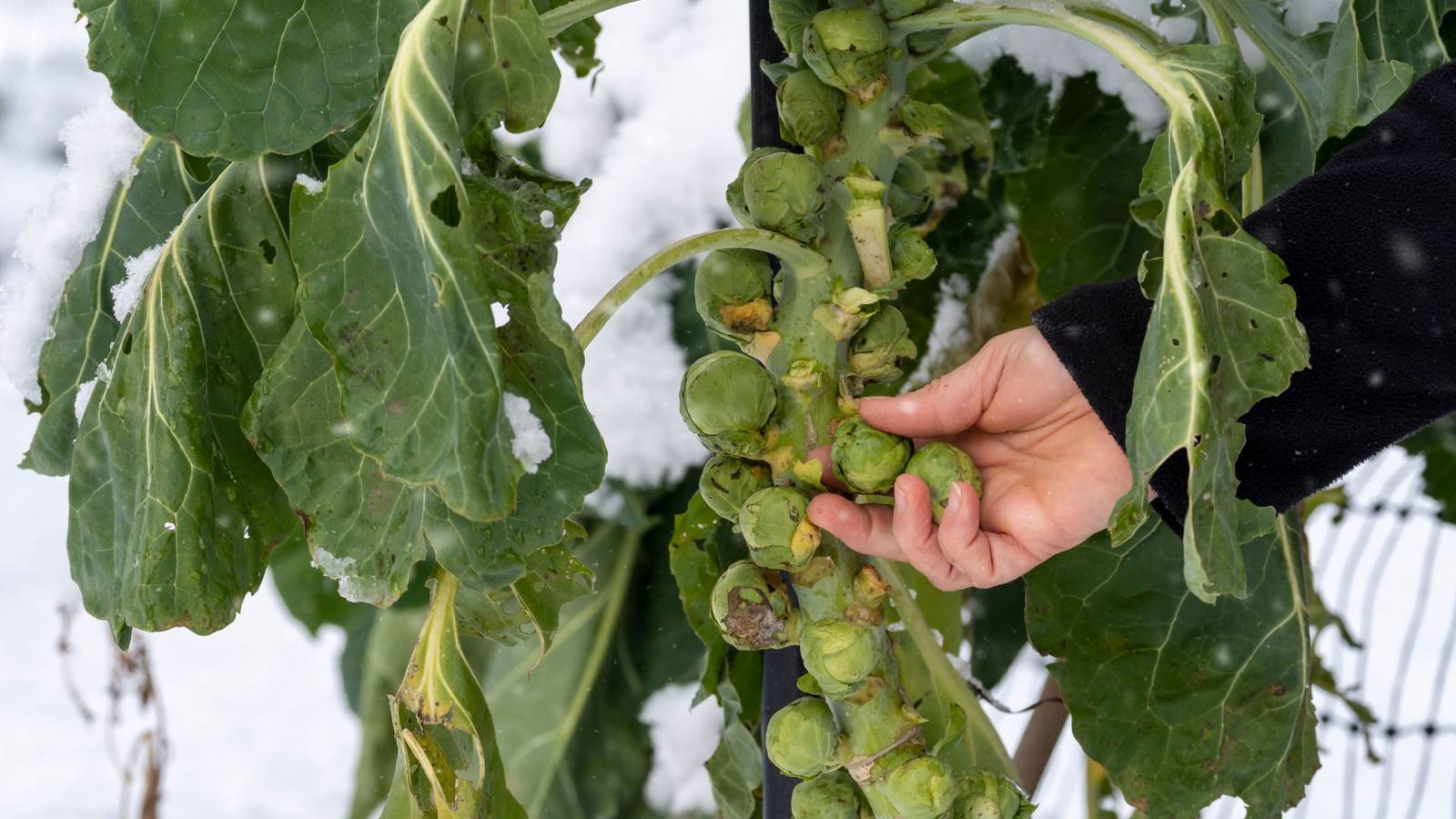 Frost Gardening: How to Grow Plants During Winter's Chill