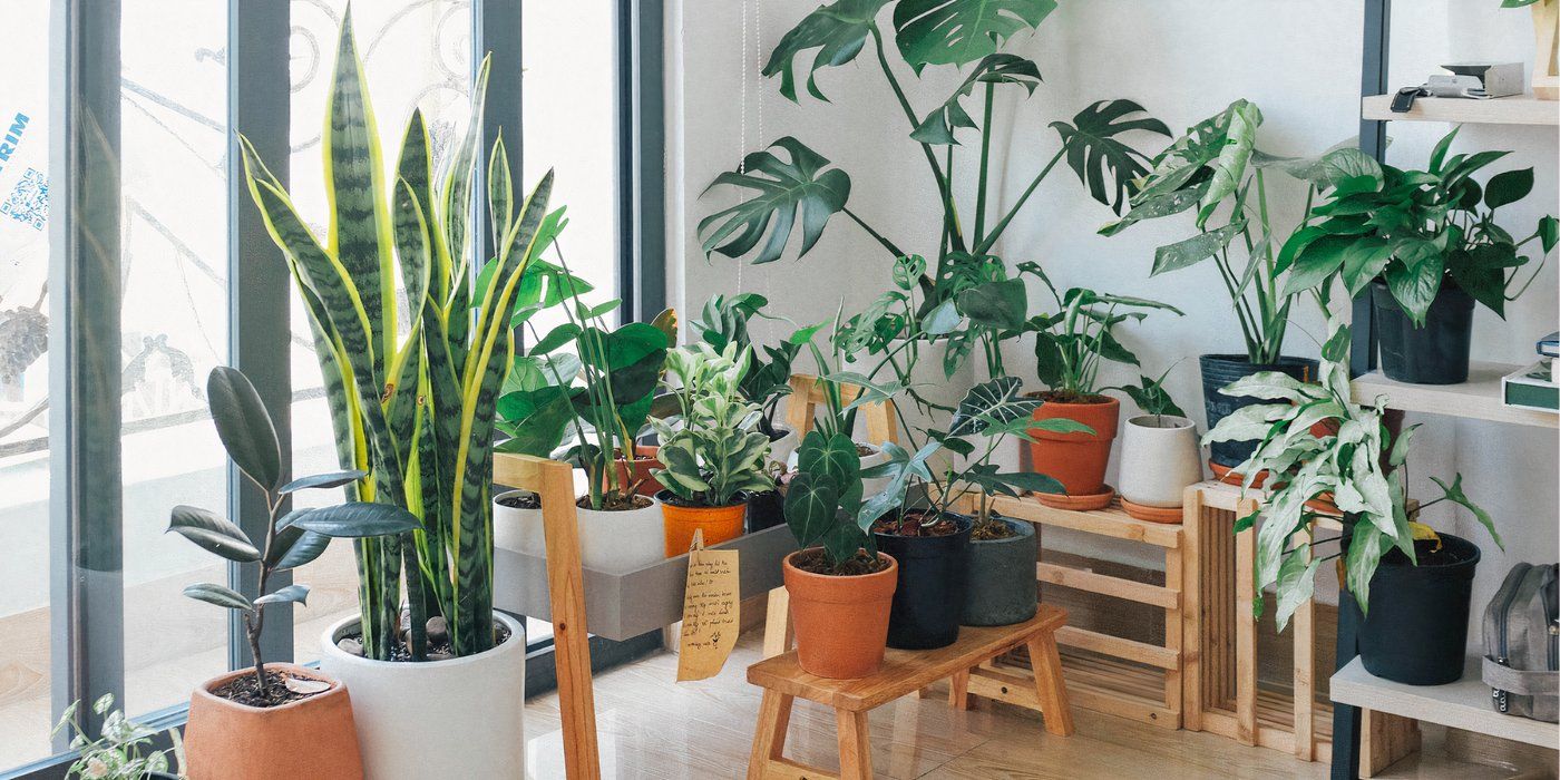 Cold-Tolerant Houseplants That Thrive in Low Light All Winter