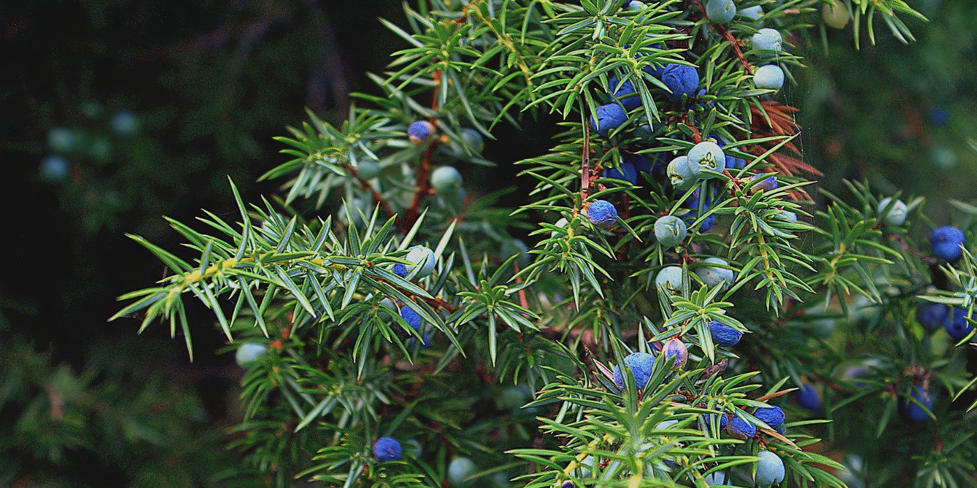 Evergreen Shrubs: 5 Bushes To Bring Year-Round Structure To Your Space