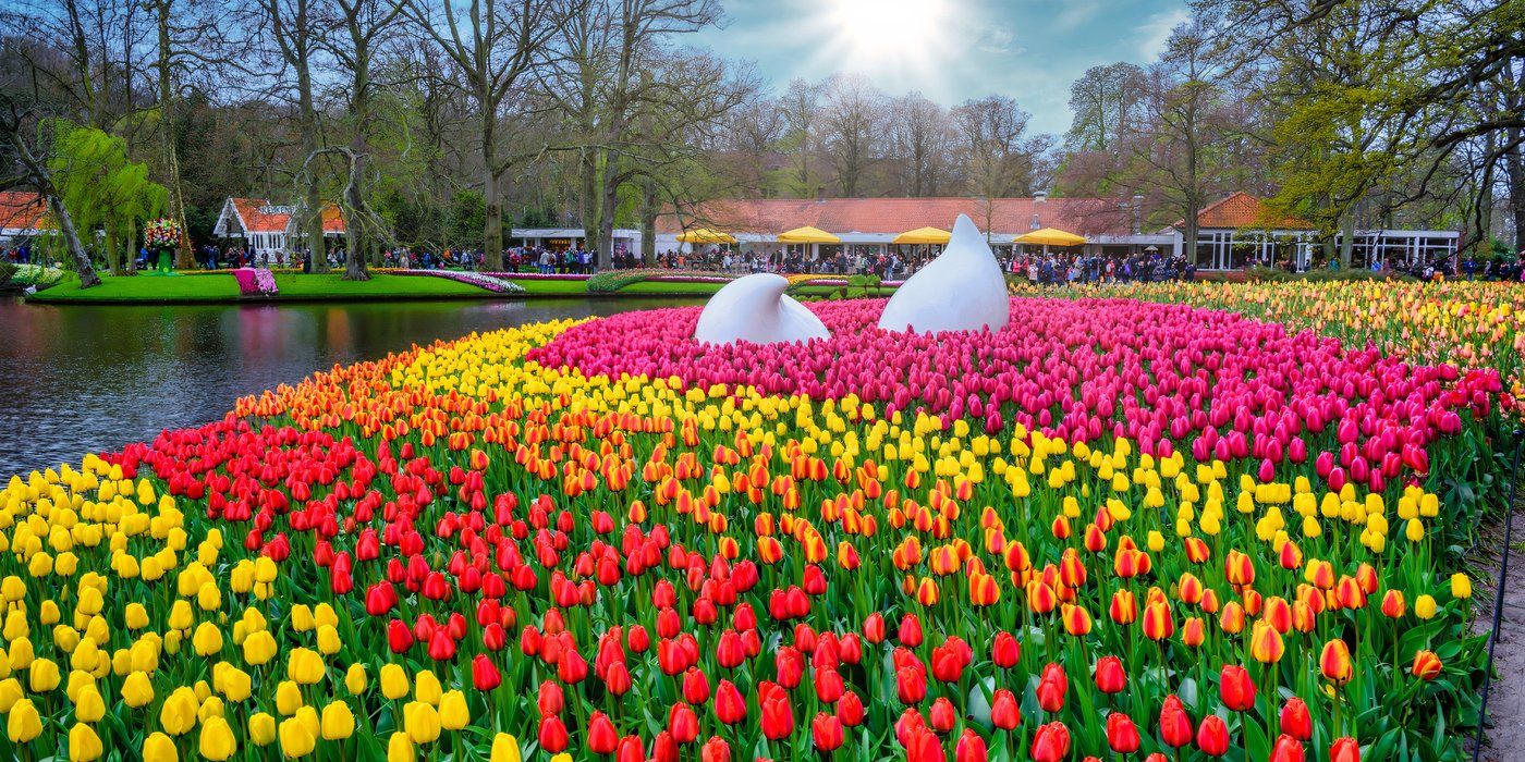Keukenhof: The World's Most Iconic Tulip Garden Opens For Spring
