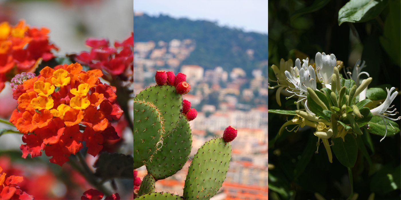 Invasive Plants in Australia: What You Can do to Control the Spread