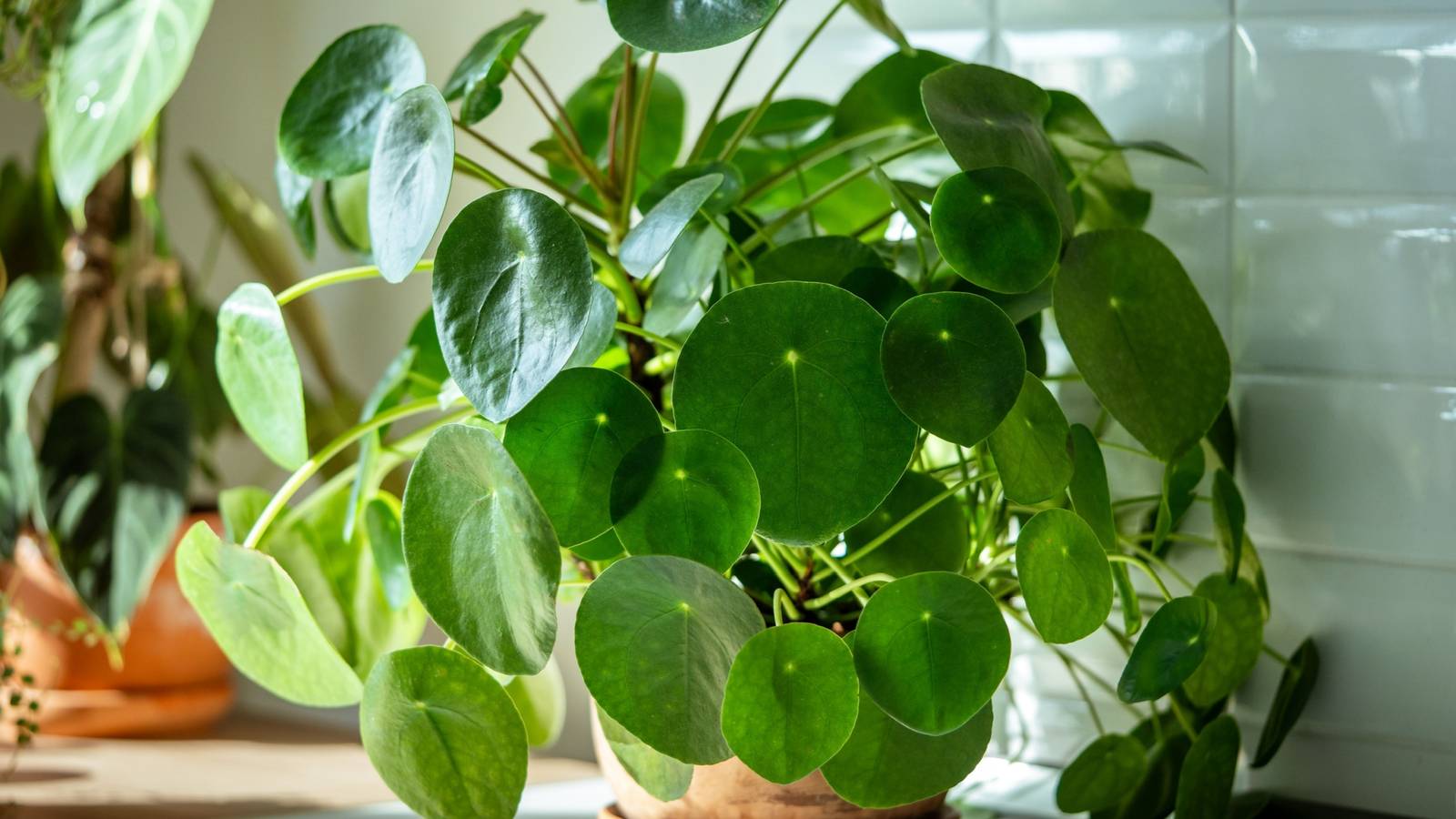 How to Grow and Care for a Chinese Money Plant