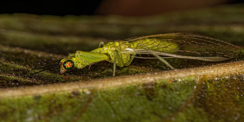 5 of the Weirdest Insects That May Live in Your Backyard