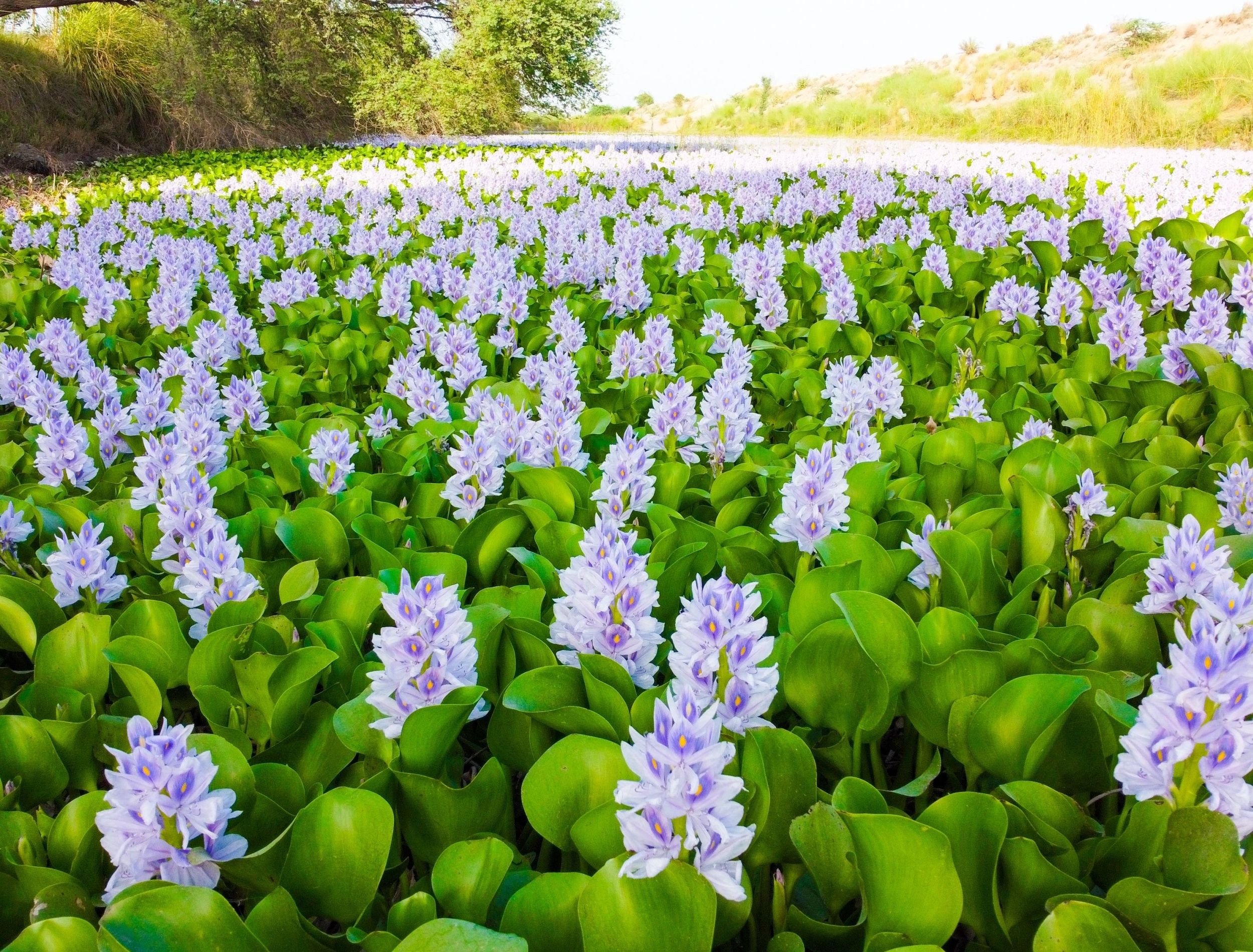 invasive plants | Backyard Boss