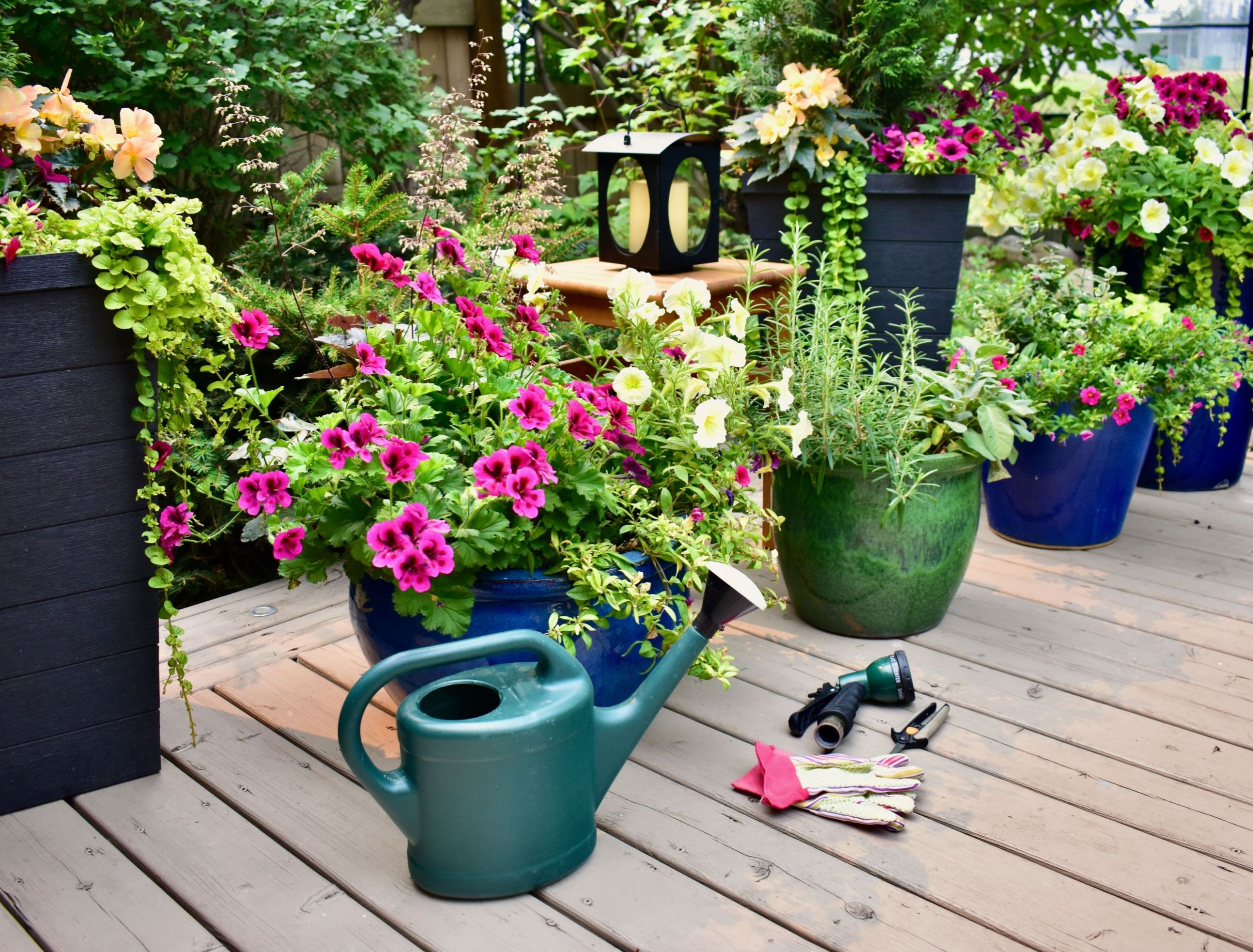 Vibrant Plants to Enhance Your Patio Design
