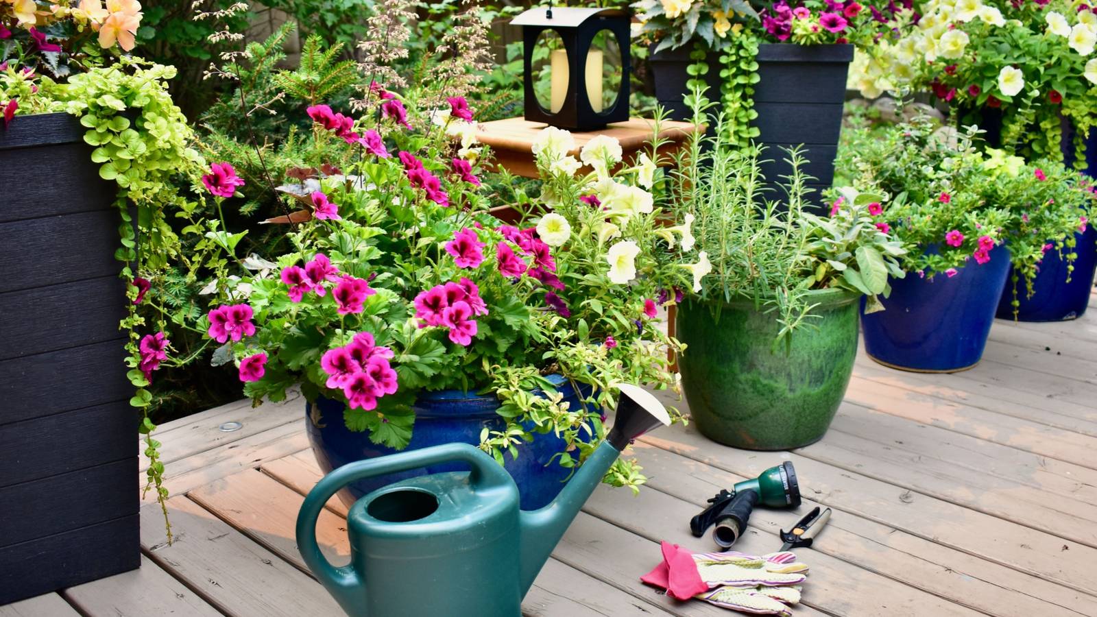 Vibrant Plants to Enhance Your Patio Design