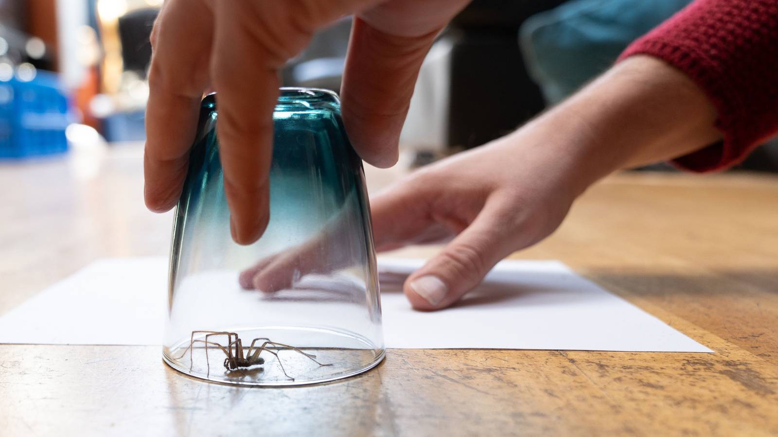 Do Insects Feel Pain? Discover Humane Pest Control Solutions