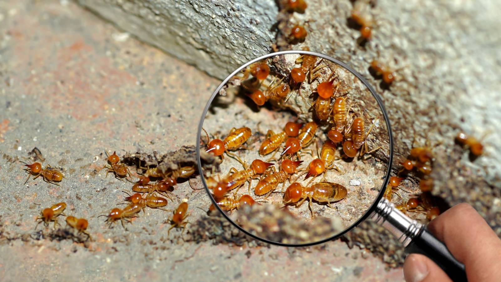 Identify Insect Infestation Insects and Infestation Concerns: Which Cites Have Problems With Bugs