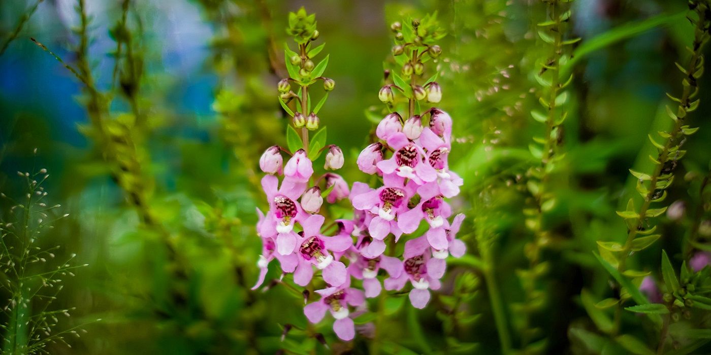 Angelface Wedgwood Pink Flowers: The Timeless Trend Redefining Gardens