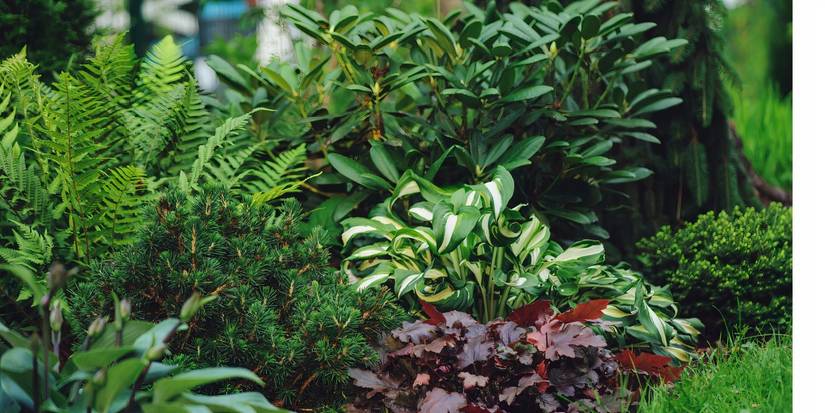 Planting Patterns Master the Art of Planting Patterns: Design Dynamic, Sustainable Gardens