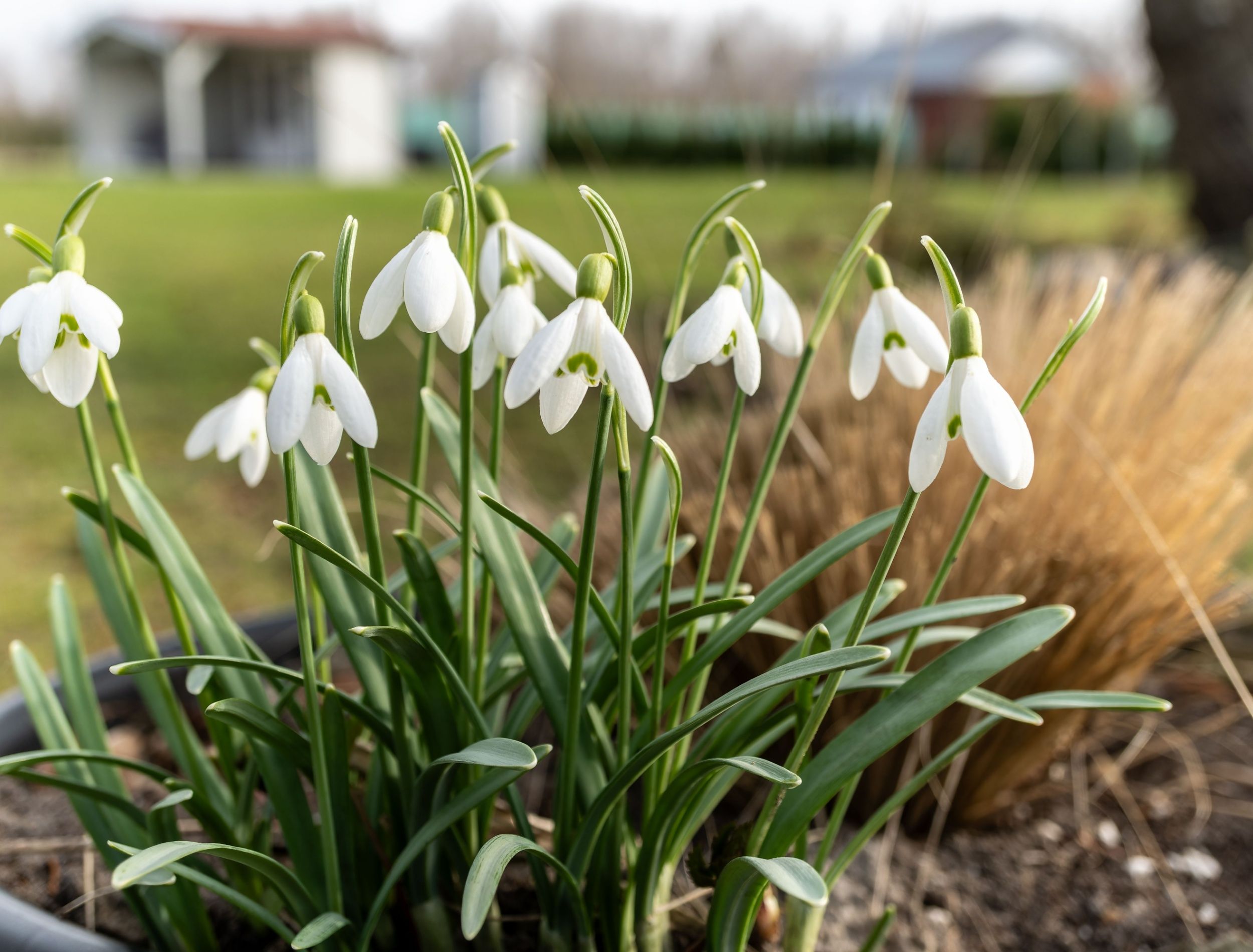 Snowdrops: The Fall Flower Bulbs That Keep Your Garden Alive, image size:2500x1900