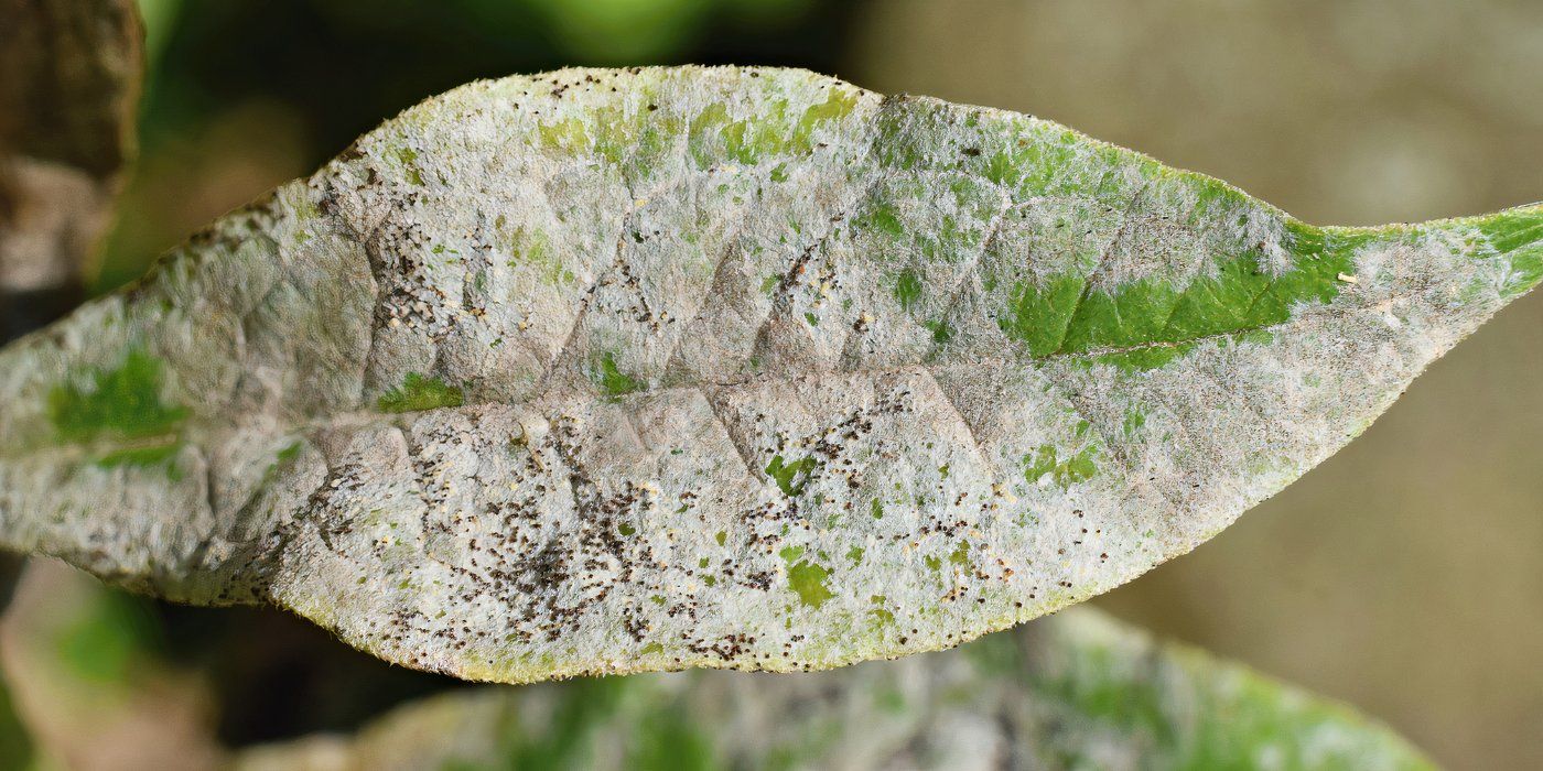buy neem plant Neem Tree - Azadirachta Indica | Trees - Outdoor Plants main image 1