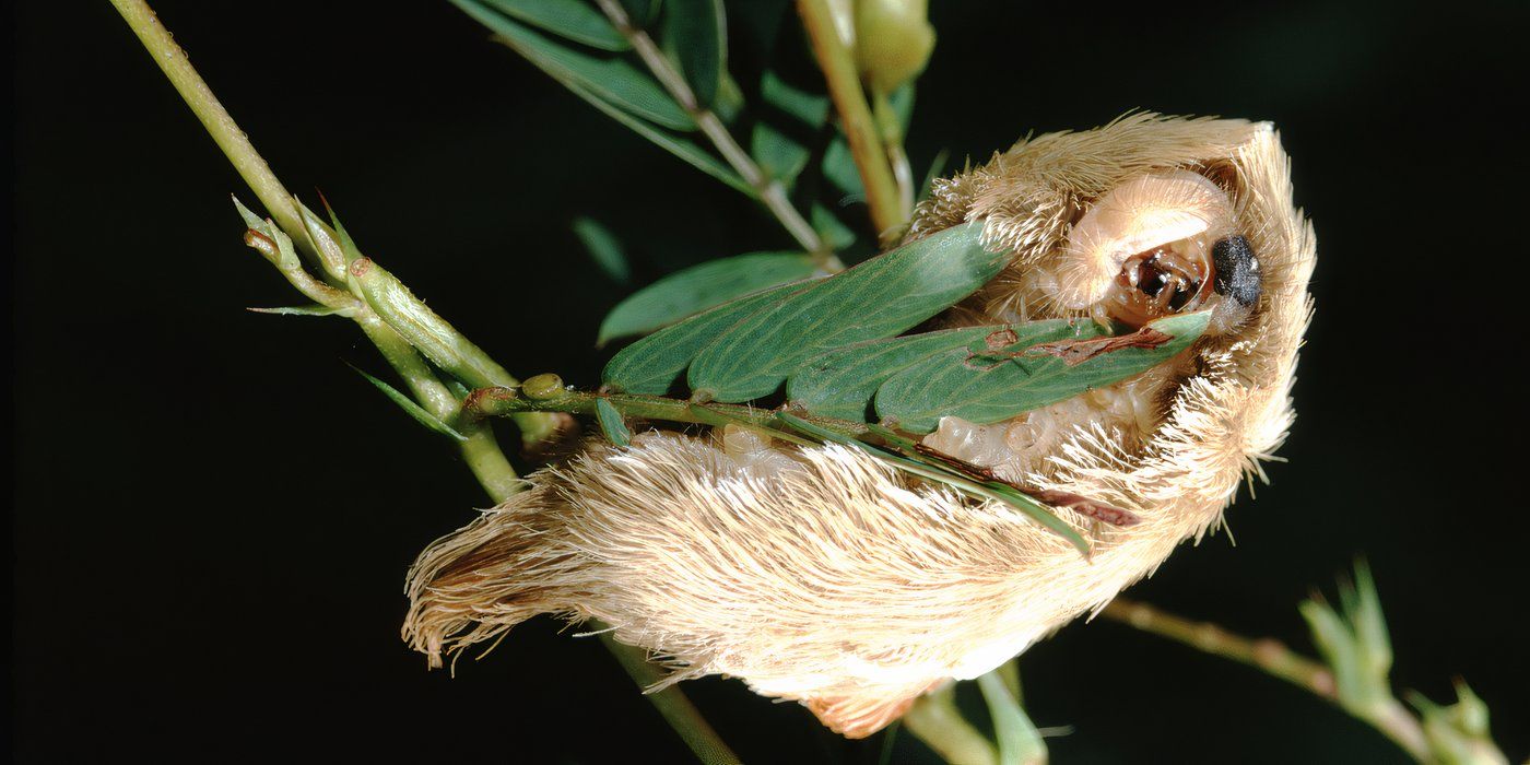 5 of the Weirdest Insects That May Live in Your Backyard