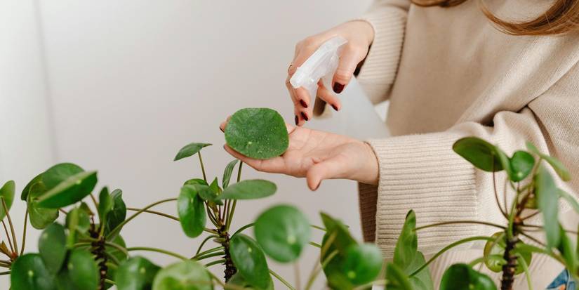 How to Grow and Care for a Chinese Money Plant