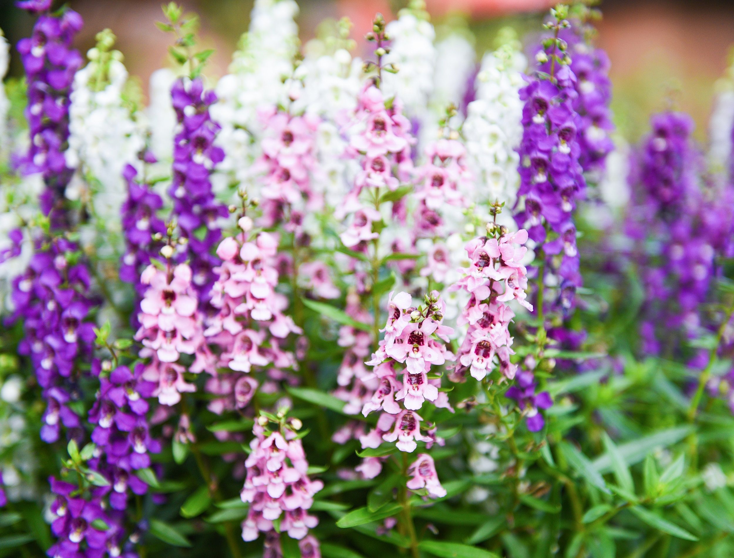 Angelface Wedgwood Pink Flowers: The Timeless Trend Redefining Gardens