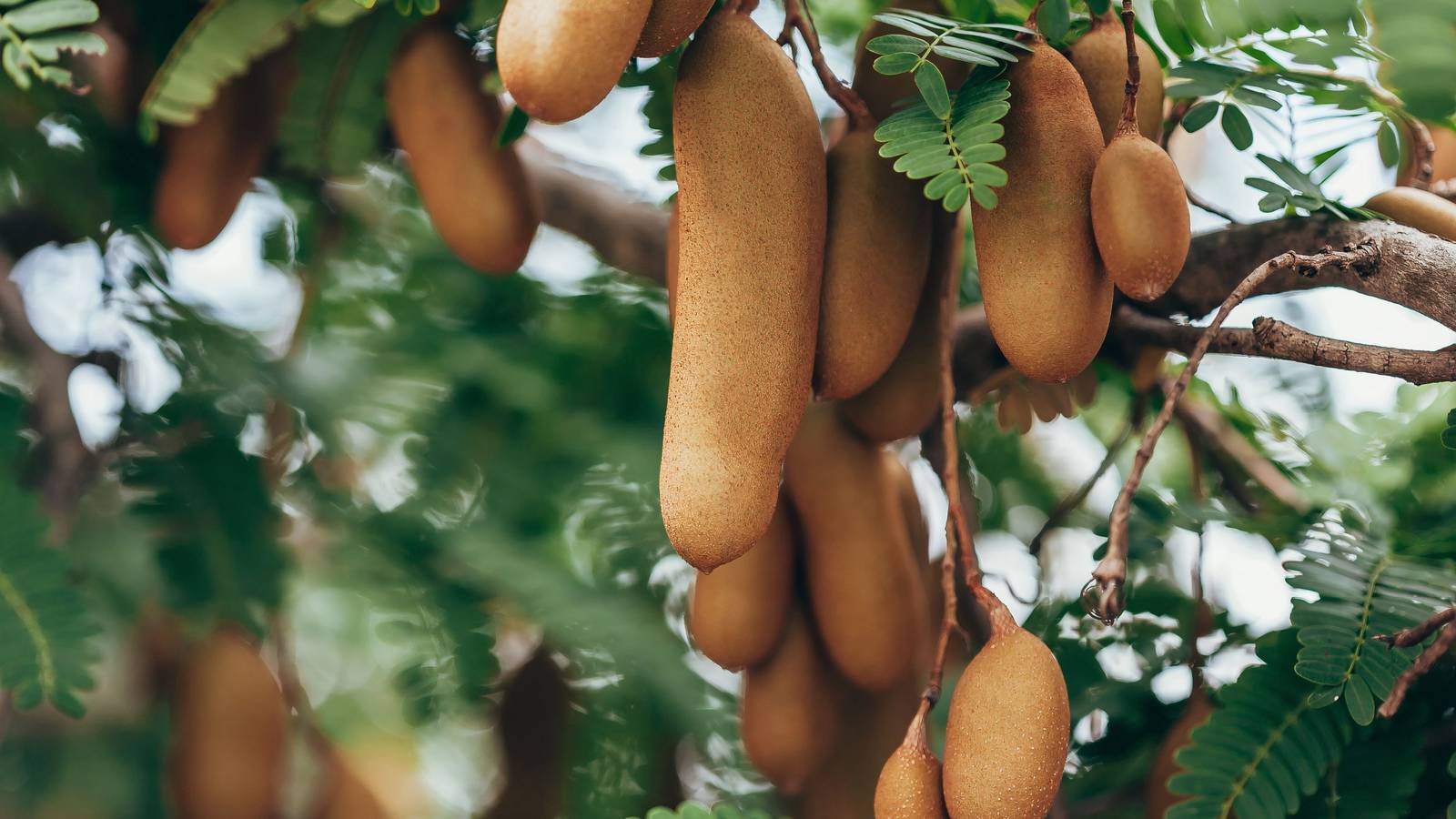7 Unexpected Trees That Yield Tasty Edible Plants