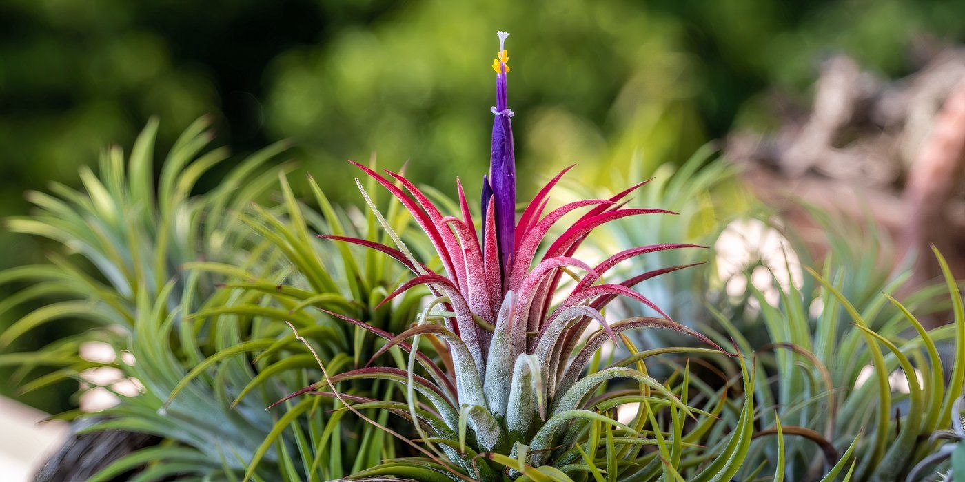 6 Magical Plants That Light Up Your Landscape at Night