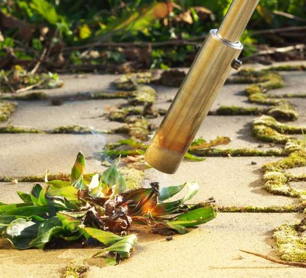 Fireweed Control Flame Weed Control: Tips, Benefits, and Safety Precautions