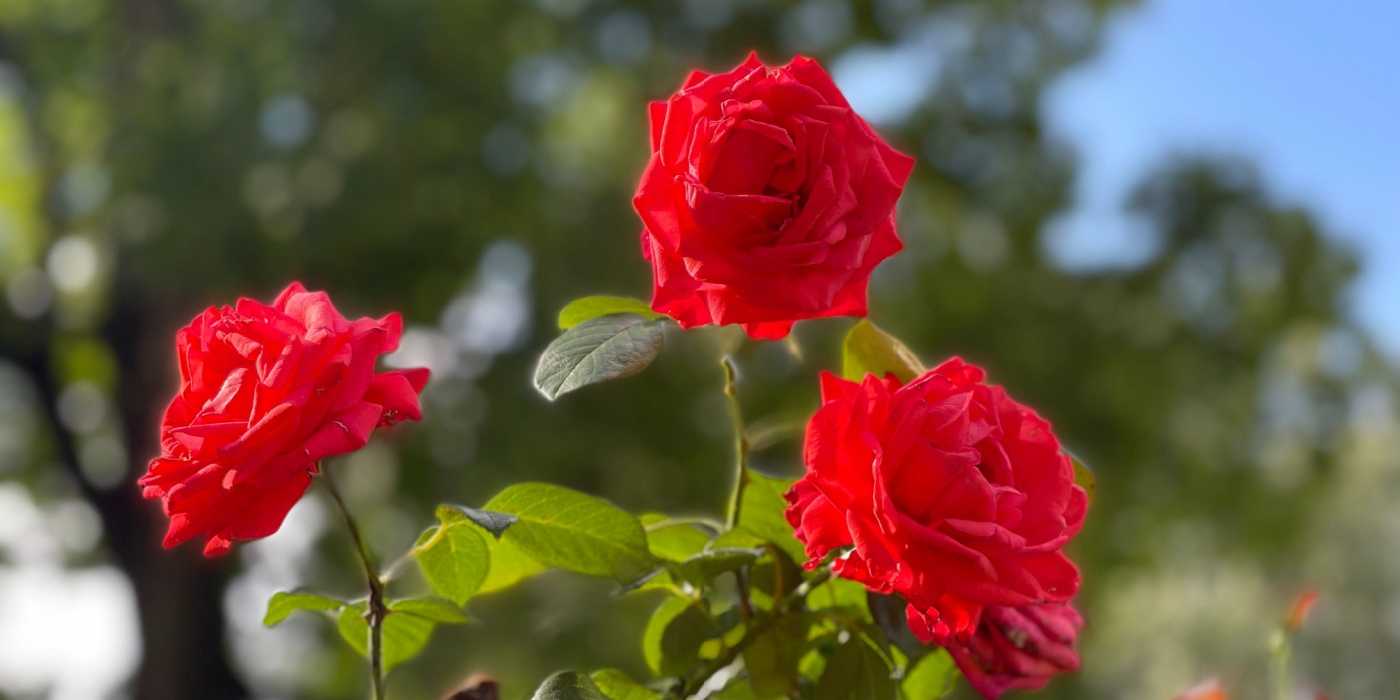Light Red Red Roses Red Roses to Elevate Holidays, Valentine’s, and Everyday Decor