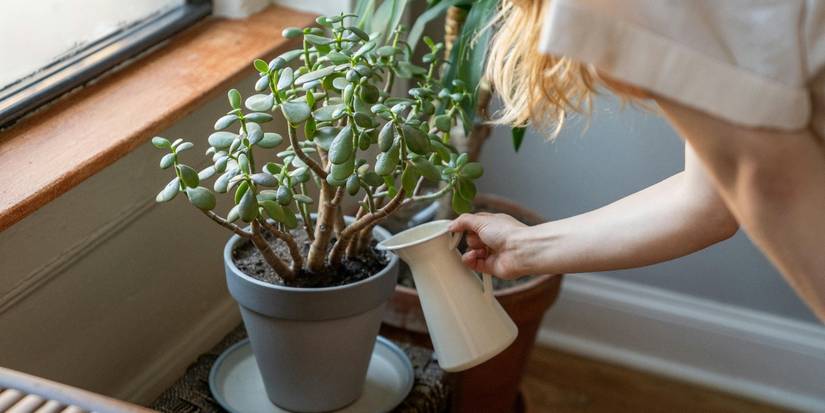 5 Popular Houseplants That are Poisonous to Cats and Dogs