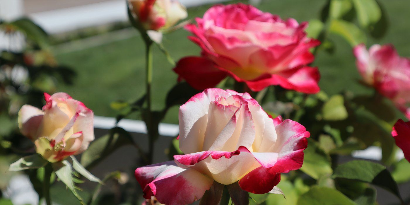 Roses That Never Stop Blooming? Here's the Secret Garden Hack