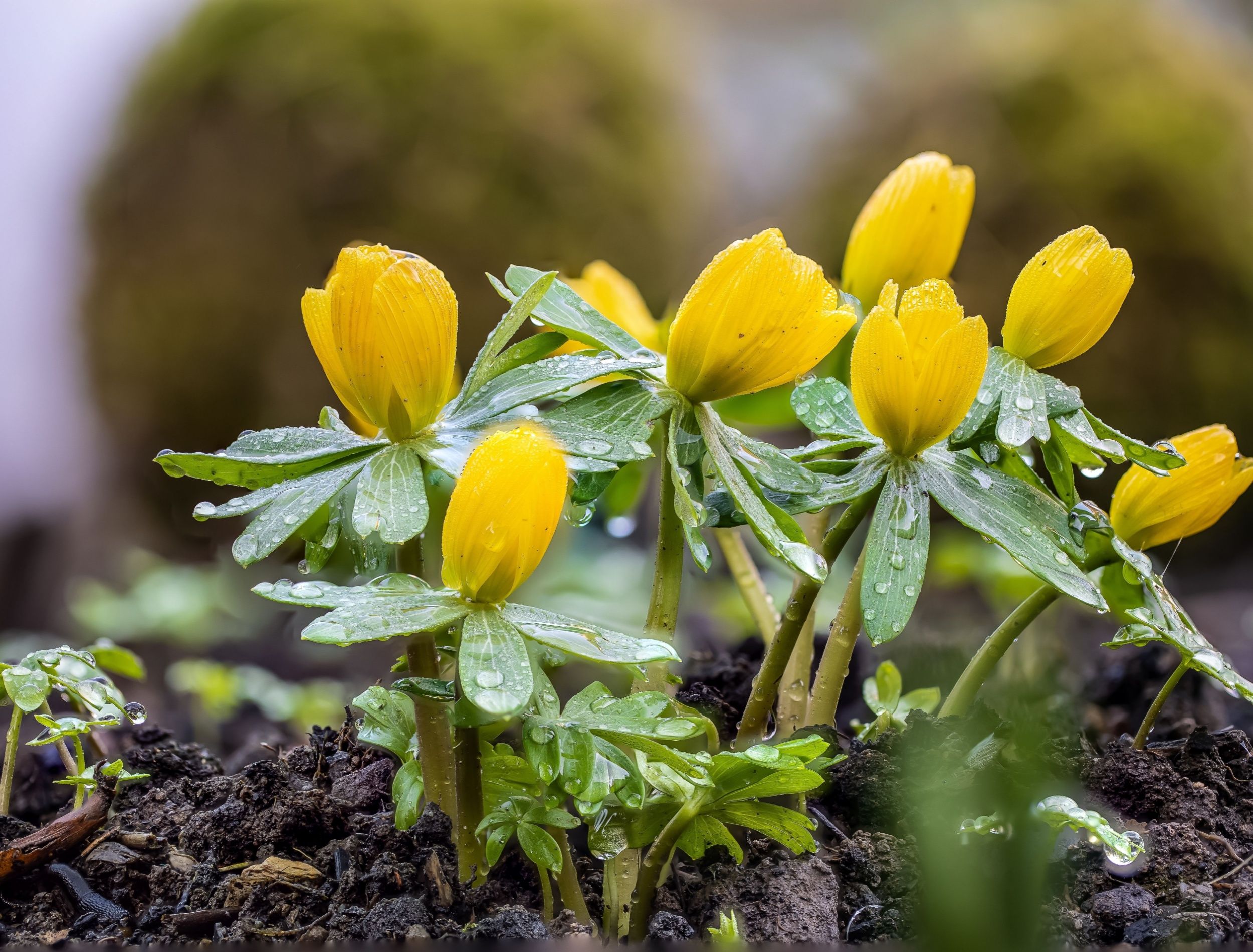 a golden guide hallucinogenic plants Superpowered Plants: Meet the Smartest, Strongest, and Sneakiest Plants